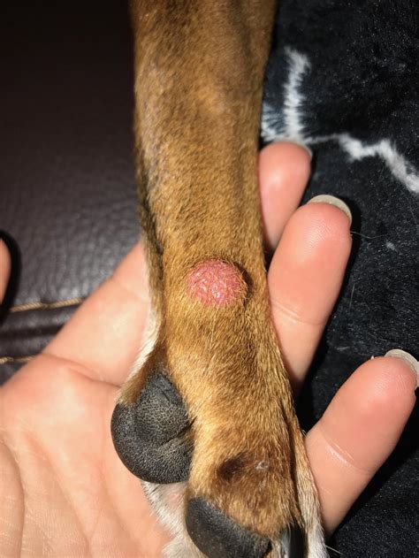 My Dog Has Pinkish Red Bump On Back Leg It Came Up All Of A Sudden It