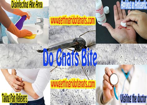 Pin On How To Get Rid Of Gnats