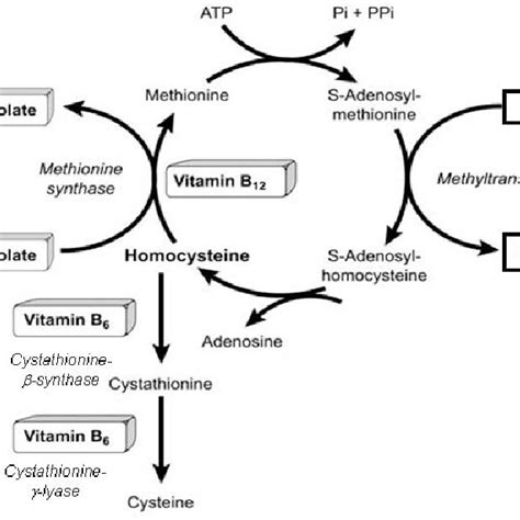 ­ Vitamins And Enzymes Involved In Homocysteine Metabolism Creatine Is