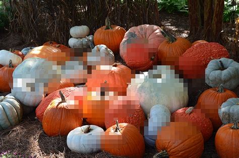 Sex Positive Pumpkin Carving Ideas To Arouse The Whole Neighborhood