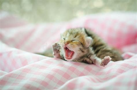 Newborn Kitten Sleeping Stock Photo Image Of Kittens 44381878
