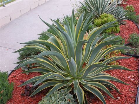 Agave Desmettiana Variegata Agaves Plant Combinations Plants