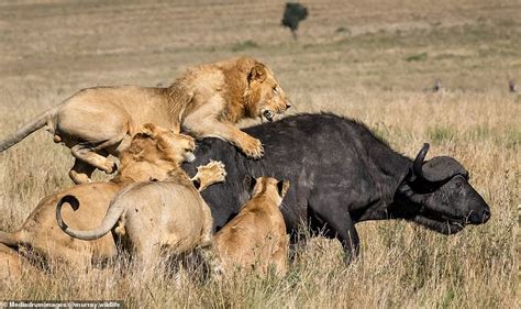Ill Have The Rump Steak Heartbreaking Images Capture Pride Of Lions