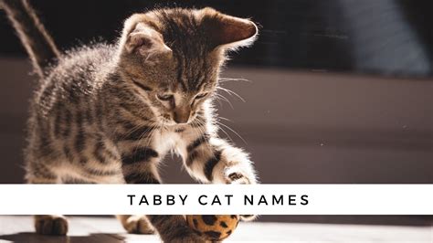 180 Tabby Cat Names
