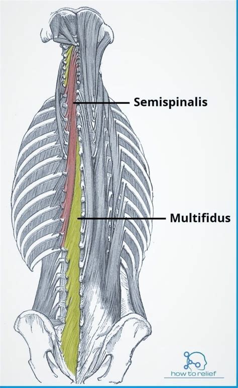 The human back extends from the buttocks to the posterior portion of the neck and shoulders. Deep Intrinsic Muscles: Origin, Insertion, Nerve Supply ...