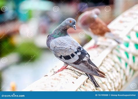Closeup Marcro Colorful Bird Pigeon Hold On A Handrail Stock Photo