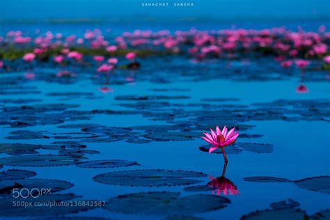 Pink And Red Lotus Lake At Udonthani Thailand