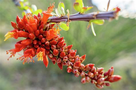 Close Up Of Flowering Ocotillo Cactus Plant Photograph By Melissa