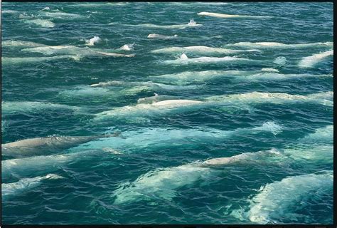 A Pod Of Beluga Whales Swim Photograph By Norbert Rosing