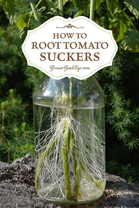 Did You Know You Can Root Tomato Suckers For A Second Crop Of Fresh And