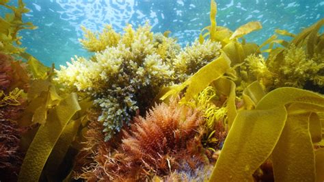The Different Types Of Ocean Plants American Oceans