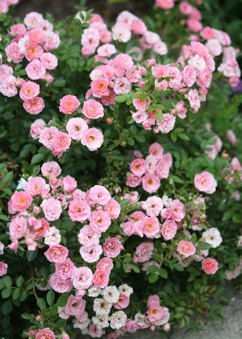 Flowers that look like mini roses. Oso Easy® Petit Pink - Landscape Rose - Rosa x | Proven ...