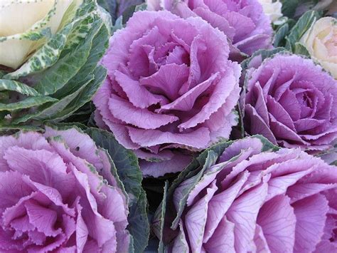5 Winter Flowers For Your Home Decor Types Of Purple Flowers Purple Flower Names Purple