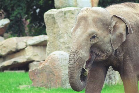 Free Stock Photo Of Africa Animal Elephant