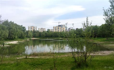 Відновлення озера на Виноградарі коментар головного еколога столиці