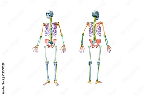 Front And Back Views Of Full Human Male Skeleton 3d Rendering
