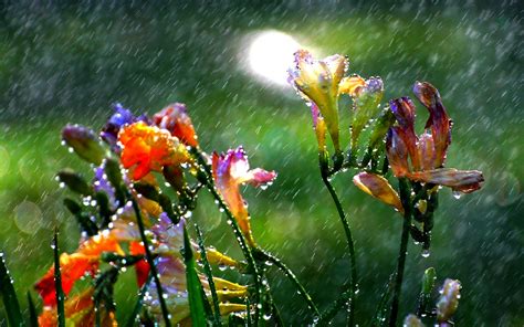 Flowers In The Summer Rain Wallpapers And Images Wallpapers Pictures
