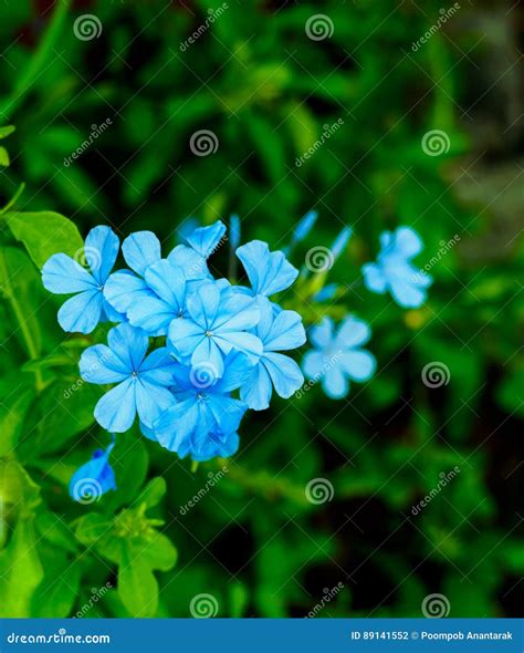 The Blooming Blue Flowers Plumbago Auriculata Stock Photo Image Of