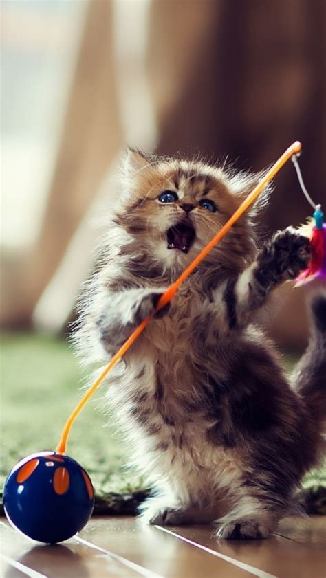 Lovely Playful Kitten Iphone Wallpapers Free Download