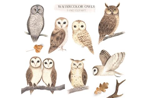 Watercolor Woodland Owl Clipart By Larysa Zabrotskaya Thehungryjpeg
