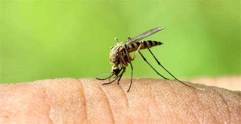 Malaria Symptome Typische Anzeichen Erkennen Was Tun