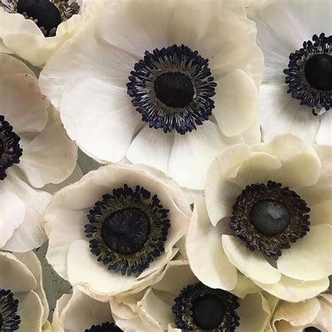 Welcome Anemone Season So Dramatic With Striking Jet Black Centres