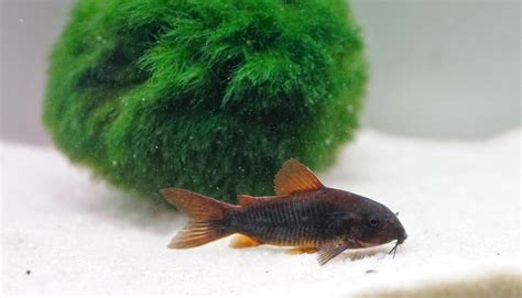 Corydoras Aeneus Venezuela Black Schwarzer Metallpanzerwels Fishtopia