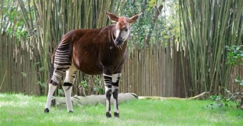 10 Incredible Okapi Facts Wikipoint Wiki Point