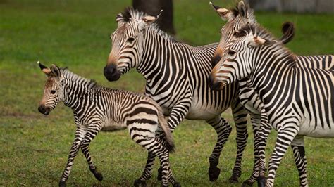 Zebra Born At Disneys Animal Kingdom Lodge
