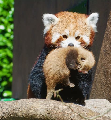 Szalámi Húzni Szépírás Longleat Red Panda Randevú Írógép Magában Foglal