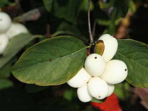 Snowberry Shrubs Offer Lots Of Interest Year Round Find Out More About