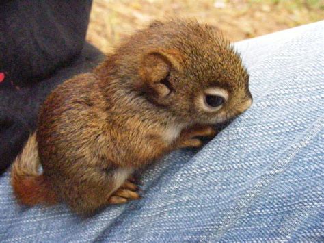 Chipmunks Are Generally Solitary Animals And Only