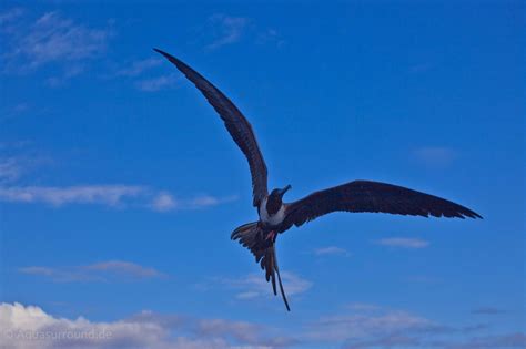 Frigate Birds Of The Galapagos Islands Pirates Of The Sea Galápagos