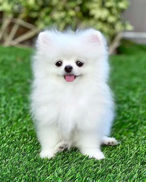 Tiny Pomeranian How Much Do These Adorable Fluffy Ball Cost Cute