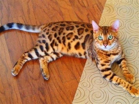 10 Best Smartest Cat Breeds Tail And Fur