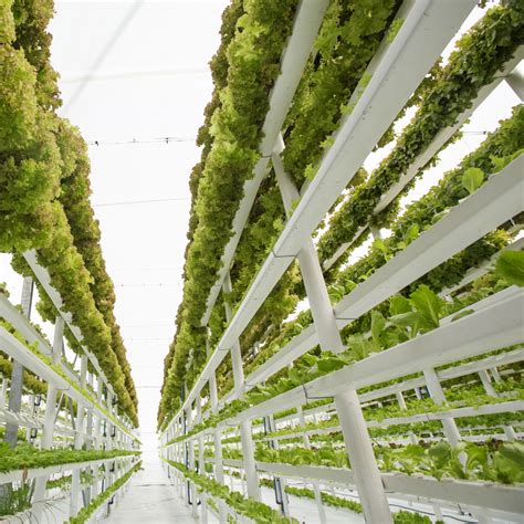 All About Vertical Farming Modern Agriculture