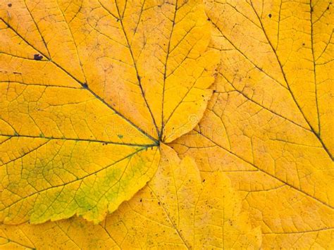 Bright Yellow Autumn Leaves Closeup Stock Photo Image Of Yellow