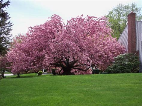 When Can You Prune Flowering Cherry Trees