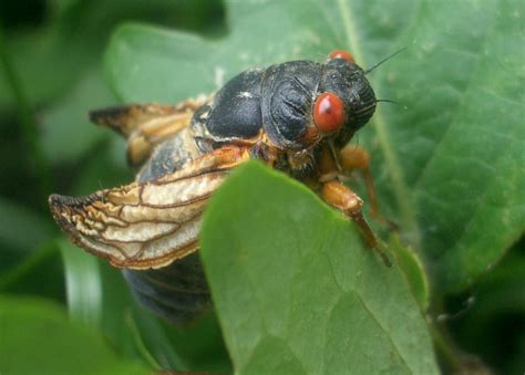A new zealand based rock group (formed 1992), an electronic musician (now called tettix ), an uk electronic band. How to Beat US Cicada Invasion? Eat Them VIDEO
