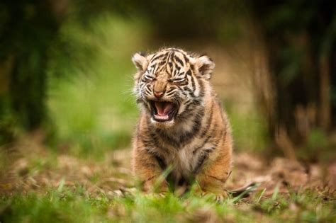 Fond Décran Tigre Faune Gros Chats Des Bébés Animaux Chat