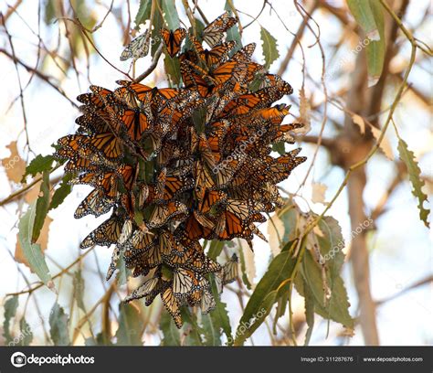 Monarch Butterflies Eucalyptus Tree Clustering Together Keep Warm Temps