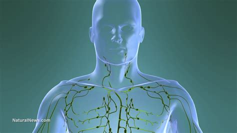 The Lymphatic System How It Works And Why Cleansing It Matters Andy