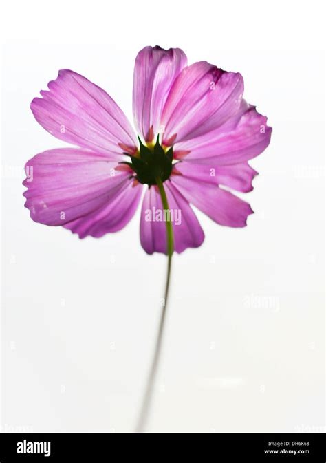 Purple Cosmos Hi Res Stock Photography And Images Alamy