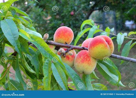 Fresh Peaches Stock Photo Image Of Gardens Deciduous 58131060