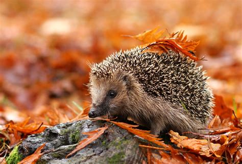 European Hedgehog Species In World Land Trust Reserves