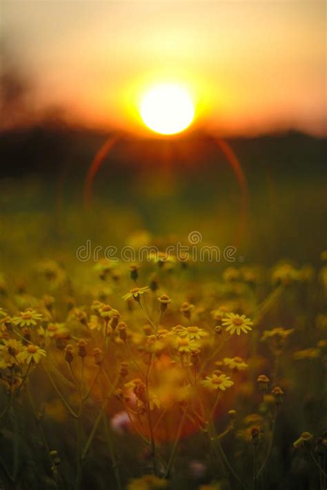 Beautiful Yellow Camomile Flowers On Sunset Sky Background Stock Image