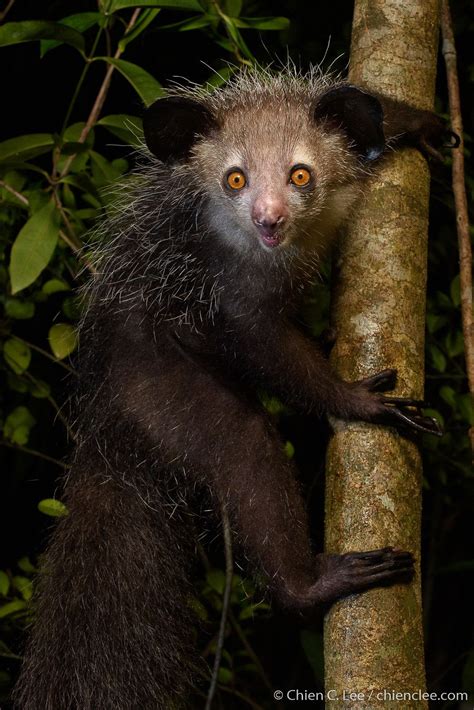 Aye Aye Daubentonia Madagascariensis Feared By Some Rev Flickr