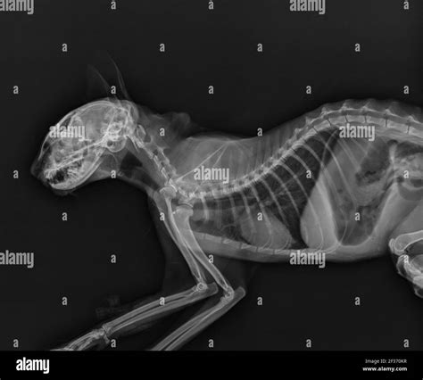 Cat X Ray Abdomen And Thorax Radiograph Of A Cat Head And Neck X Ray
