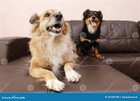 Two Dogs Together At Home Stock Photo Image Of Animals 281689788