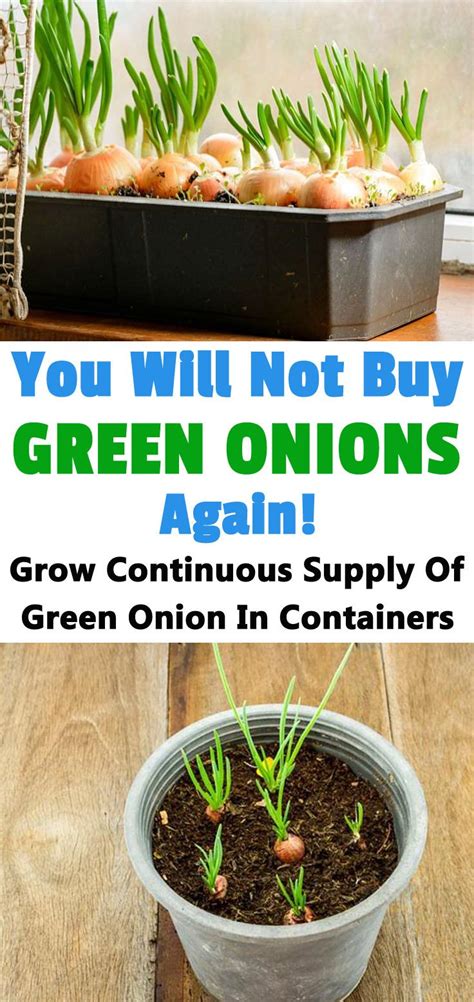 Growing green onions in containers year round (no matter the weather
